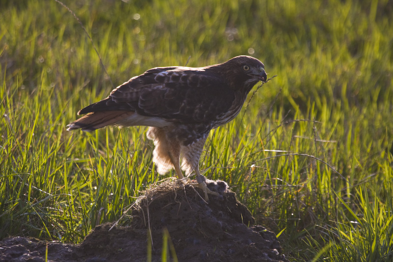 Red-Tailed Hawk With Kill